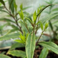 Sarcococca hookeriana (humilis) var. dignya